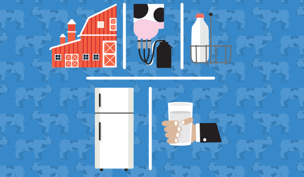 The Dairy Supply Chain: From Farm to Fridge
