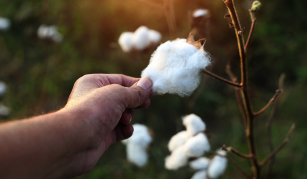 India Bales on Cotton Exports